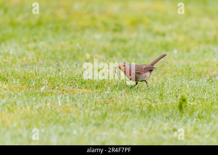 Robin européen [ erithacus rubecula ] avec ver dans son bec / facture sur pelouse Banque D'Images