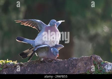 Cochons en bois [ Columba palumbus ] paire d'oiseaux se mettant en contact rétroéclairés sur le mur du jardin avec des points forts de bokeh en arrière-plan Banque D'Images