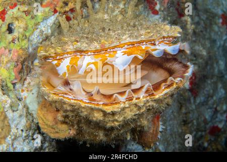 Un regard à l'intérieur d'une coquille d'huître spongieuse ou d'huître épineuse, Spondylus varius, montrant le manteau. Cette espèce était auparavant connue sous le nom de Spondylus varians. Banque D'Images