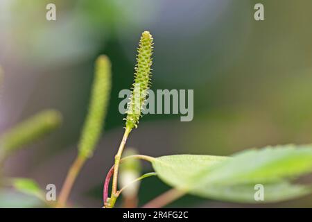 Bouleau argenté, bouleau pleureux. Pendula Betula. Gros plan macro de fleurs femelles Banque D'Images