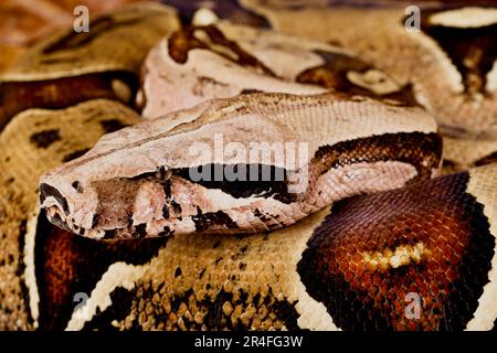 Boa à queue rouge du Suriname (Boa constrictor constrictor) Banque D'Images