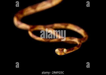 Serpent d'arbre du bassin amazonien (Imantodes lantiferus) Banque D'Images