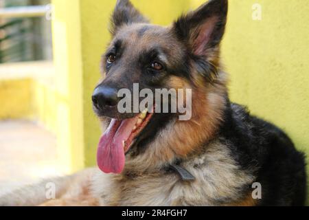 chien berger allemand se panant en été avec langue hors HD chien essayer de se rafraîchir Banque D'Images