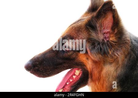 chien berger allemand se panant en été avec langue hors HD chien essayer de se rafraîchir Banque D'Images