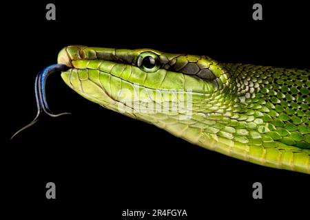 Couleuvre obscure verte à queue rouge (Gonyosoma oxycephalum) Banque D'Images