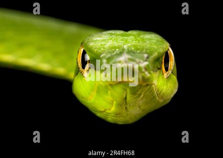 Serpent de vigne vert d'Amérique du Sud (Oxybelis fulgidus) Banque D'Images
