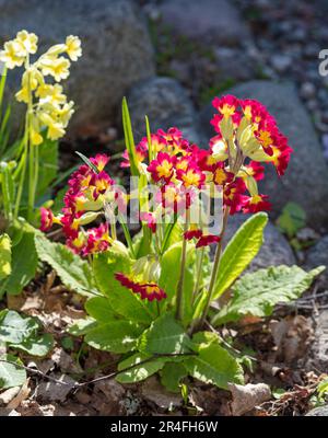 Cowslip, Gullviva (Primula veris) Banque D'Images