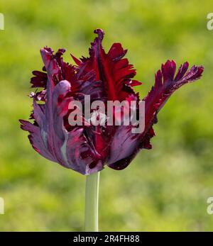 'Black' perroquet Parrot Tulip, Tulipa Gesneriana Papegoya (tulpan) Banque D'Images