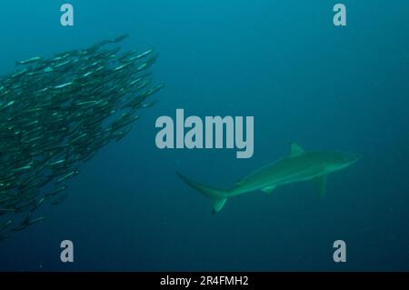 Requin cuivré, Carcharhinus brachyurus, classé comme étant presque menacé, avec sbaitball des chards d'Afrique australe, Sardinops sagax, Port St Johns, Wisconsin Banque D'Images