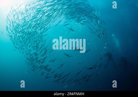 Plongeurs photographiant le cap Cormorants, Phalacrocorax capensis, classé comme en voie de disparition, nageant parmi le baitball des chards d'Afrique australe, Sardi Banque D'Images