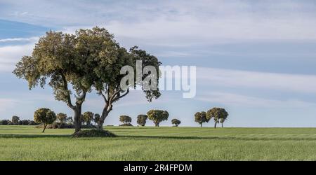 vue panoramique sur un champ de céréales vertes, avec arbres de chêne étalant sur un jour de printemps avec ciel bleu et quelques nuages, l'agriculture pluviale de l'orge et w Banque D'Images