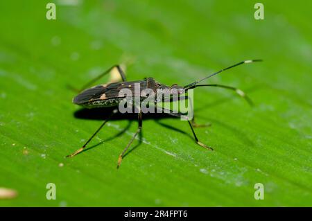 Bug à pieds feuilles, famille des Coreidae, sur feuilles, Klungkung, Bali, Indonésie Banque D'Images