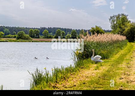 Aischgründer Carp étang à Willersdorf, Allemagne Banque D'Images