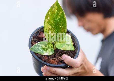 Philodendron Green congo hybride dans le pot Banque D'Images