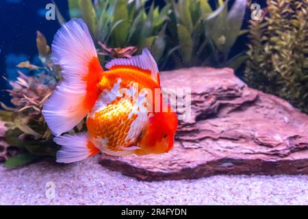 Le poisson rouge dans l'armoire sur fond de nature. Banque D'Images