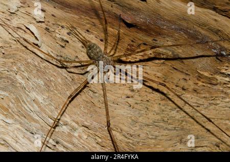 Arbre Trunk Spider, famille des Hersiliidae, Parc national de Tangkoko, Sulawesi, Indonésie Banque D'Images