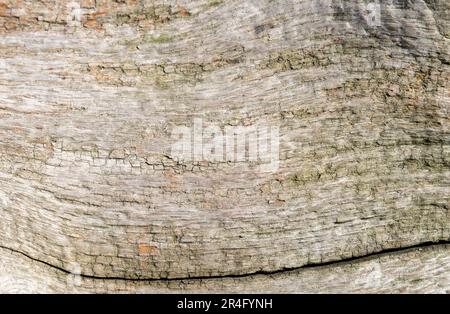 Détail de surface d'un vieux morceau de bois de grève. Banque D'Images