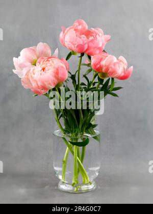 Pivoines de couleur saumon dans un vase en verre sur fond gris Banque D'Images