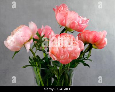 Pivoines de couleur saumon dans un vase en verre sur fond gris Banque D'Images