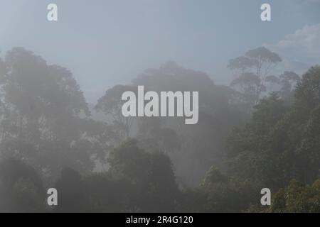 Brume grise et nuage recouvrant les arbres de la forêt tropicale sous-tropicale après la pluie printanière dans le Queensland, en Australie. Le soleil commence à venir. Copier l'espace. Banque D'Images