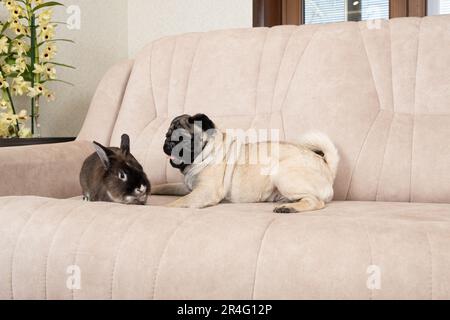 La relation entre un pug et un lapin, l'amitié et l'amour des animaux de compagnie. Banque D'Images