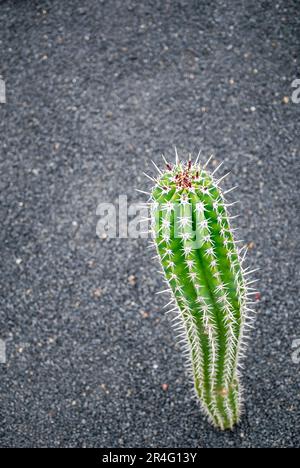 Portrait d'un grand cactus épineux poussant dans les roches volcaniques de Lanzarote Banque D'Images