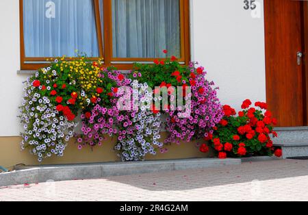 Baden-Wuerttemberg, maison de la Forêt Noire avec jardin fleuri en été, différentes fleurs d'été dans le jardin, pétunias et géraniums à la fenêtre Banque D'Images