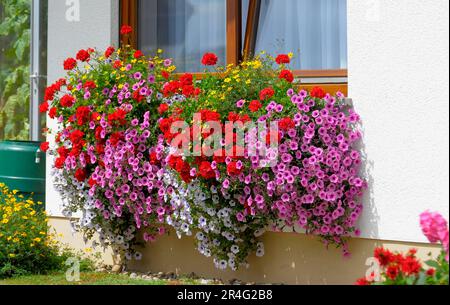 Baden-Wuerttemberg, maison de la Forêt Noire avec jardin fleuri en été, différentes fleurs d'été dans le jardin, pétunias et géraniums à la fenêtre Banque D'Images