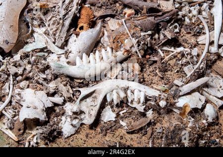 Owl Pellet Boneyard sur le plancher de la vieille salle Topaz. Banque D'Images