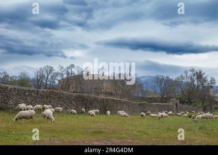 Vue sur le palais de Soto Fermoso avec un troupeau de moutons paître. Abadia, Caceres, Espagne Banque D'Images