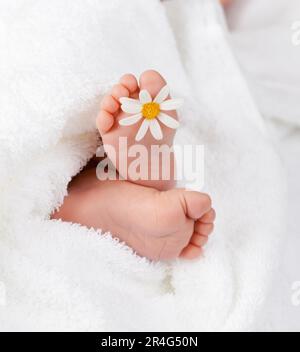 La charmante petite marguerite blanche avec pied Banque D'Images
