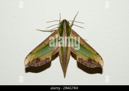 Green Pergesa Hawk Moth, Pergesa acteus, Klungkung, Bali, Indonésie Banque D'Images