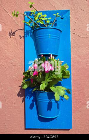 Pots de fleurs sur un mur, vu à Oia, Santorini, Grèce Banque D'Images