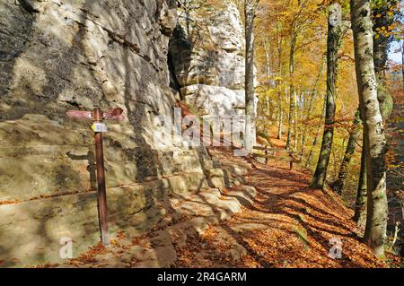 Sentier de randonnée pédestre, zone de randonnée, Mullerthal, Little Luxembourg Suisse, Municipalité de Mullerthal, Luxembourg Banque D'Images