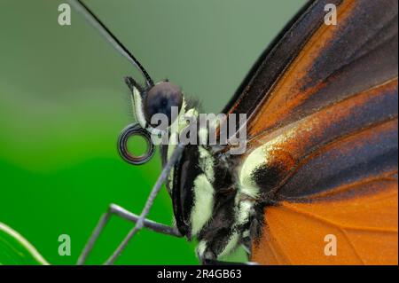 Papillon de fleur de passion (Heliconius hecale), Hecalea Longwing, côté Banque D'Images