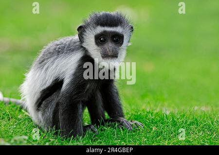 Jeune singe noir et blanc (colobus), guérieza mangée (Colobus guereza) Banque D'Images