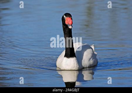 Cygne à col noir (Cygnus melanocorypha) Banque D'Images