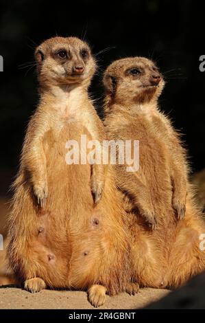 Meerkats (Suricata suricata), suricate Banque D'Images