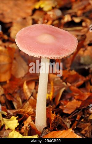 Rosy Bonnet (Mycena rosea), Rhénanie-du-Nord-Westphalie, Allemagne (Mycena pura) Banque D'Images