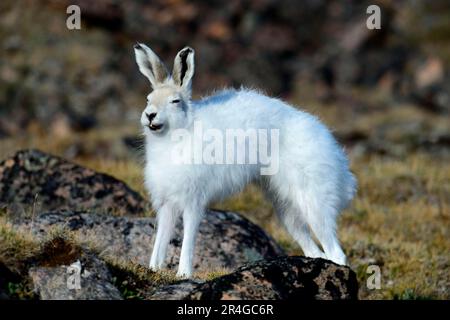 Lièvre arctique (Lepus arcticus), l'île d'Ellesmere, Nunavut, Canada Banque D'Images