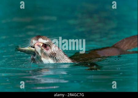 La loutre européenne (Lutra lutra) mange du poisson, la loutre européenne Banque D'Images