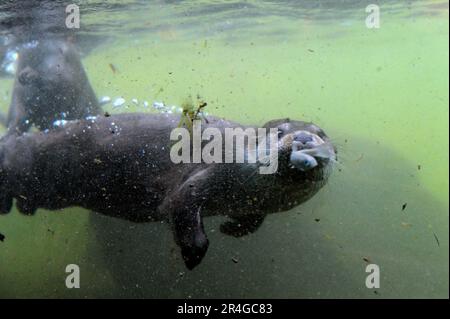 Pêche à la loutre de la rivière européenne (Lutra lutra) Banque D'Images