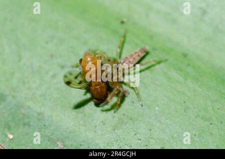 Araignée juvénile, Bavia sexpunctata, avec mouche des fruits, famille des Tephritidae, proie, Klungkung, Bali, Indonésie Banque D'Images
