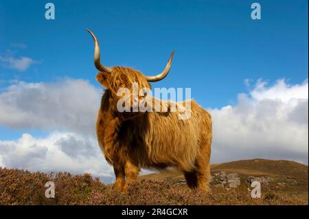 Scottish Highland Cattle, Cuaig, Highland, Écosse, Grande-Bretagne Banque D'Images