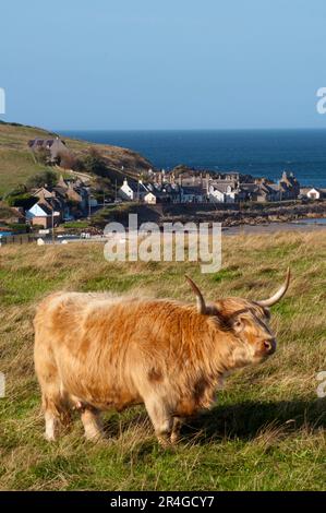 Scottish Highland Cattle, Sandend, Écosse, Grande-Bretagne Banque D'Images