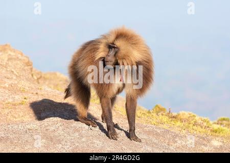 Djelada, homme, Parc national des montagnes Simien, gelada babouin (Theropithecus gelada), en liberté, Éthiopie Banque D'Images