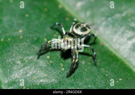 Araignée sauteuse, Cosmophasis sp, sur la feuille, Klungkung, Bali, Indonésie Banque D'Images