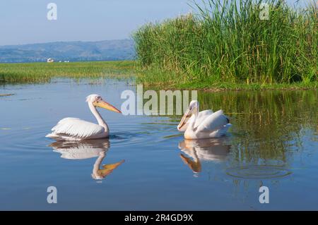 Pélicans blancs (Pelecanus onocrotalus), port d'Awasa, Éthiopie, Awassa, Hawassa Banque D'Images