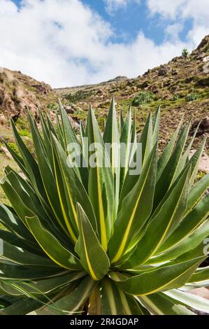 Lobélie géante (Lobelia rhynchopetalum), Parc national des montagnes Simien, région d'Amhara, Éthiopie Banque D'Images