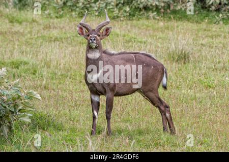 Mâle montagne nyala (Tragelaphus buxtoni) ou Balbok, montagnes de la balle, Éthiopie Banque D'Images